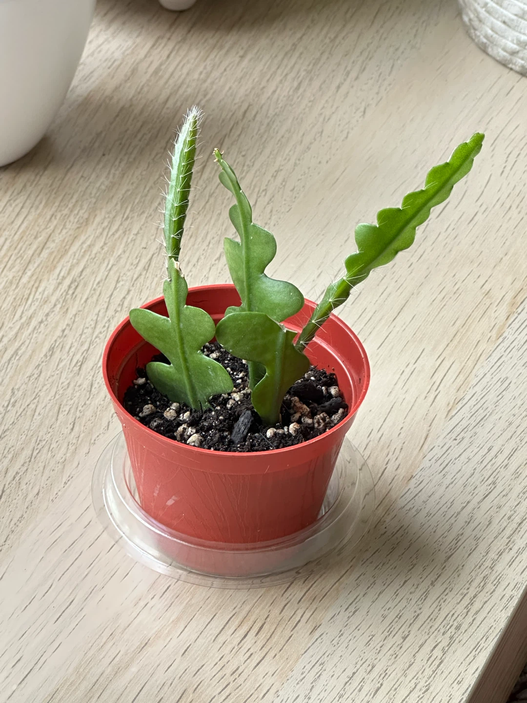 Ric Rac Cactus Plant (Zigzag Fishbone succulent) - photo 3