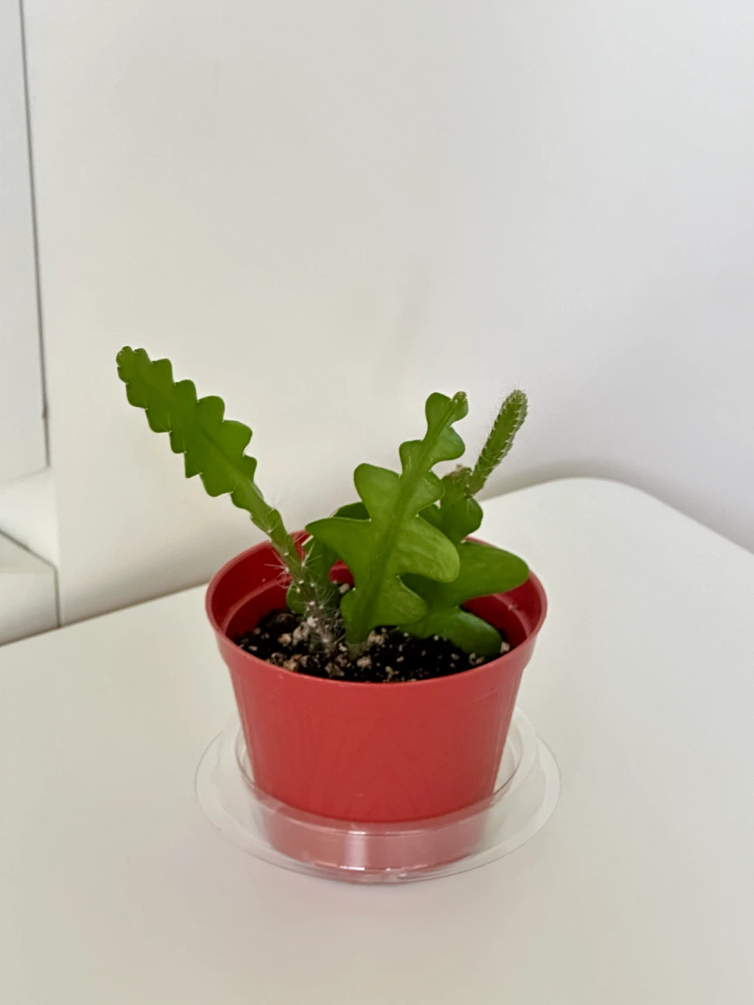 Ric Rac Cactus Plant (Zigzag Fishbone succulent) - photo 4