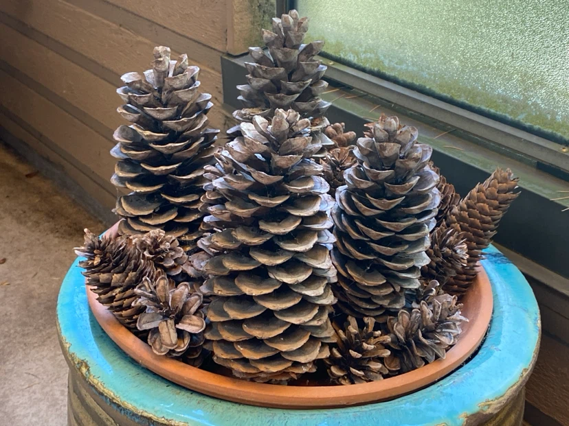 Assorted Pine Cones