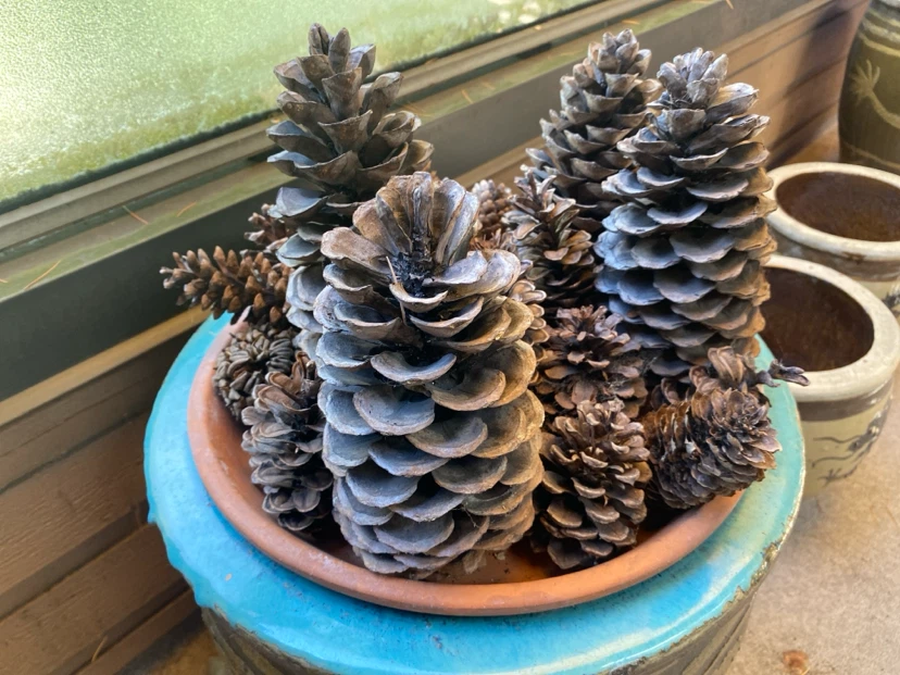 Assorted Pine Cones - photo 2