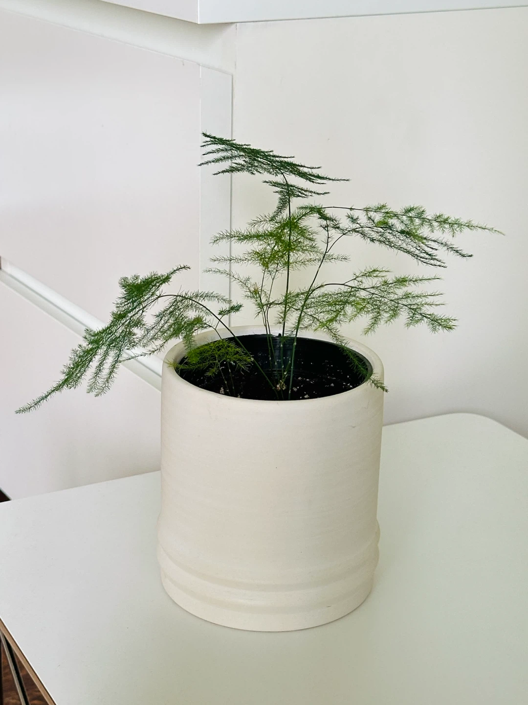 Asparagus Fern Plant