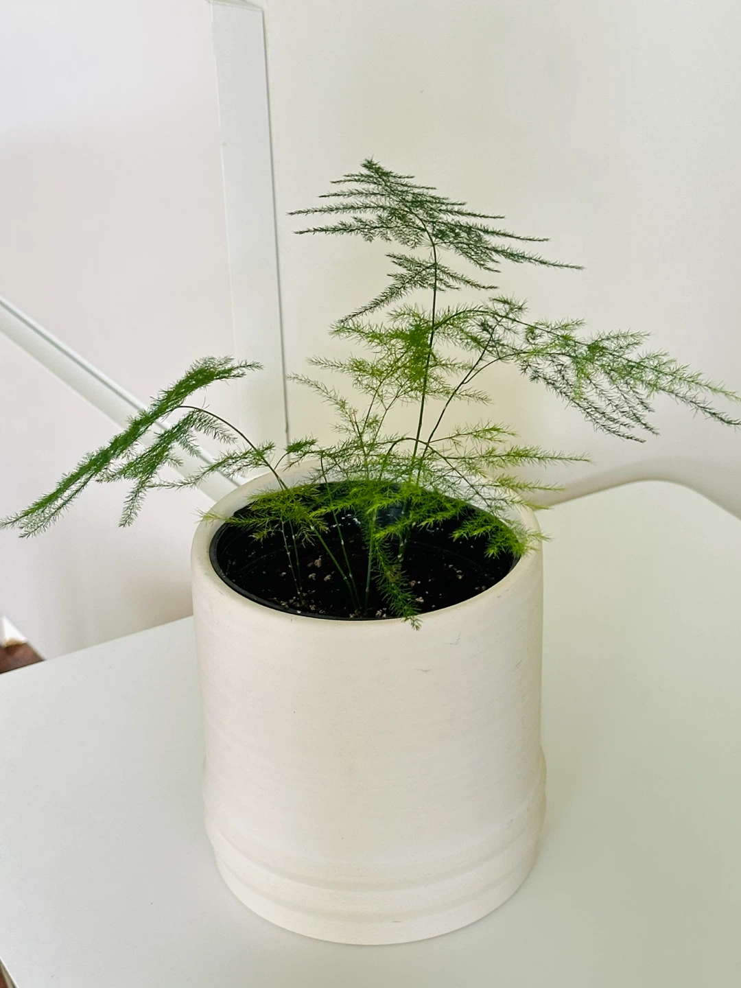 Asparagus Fern Plant - photo 2