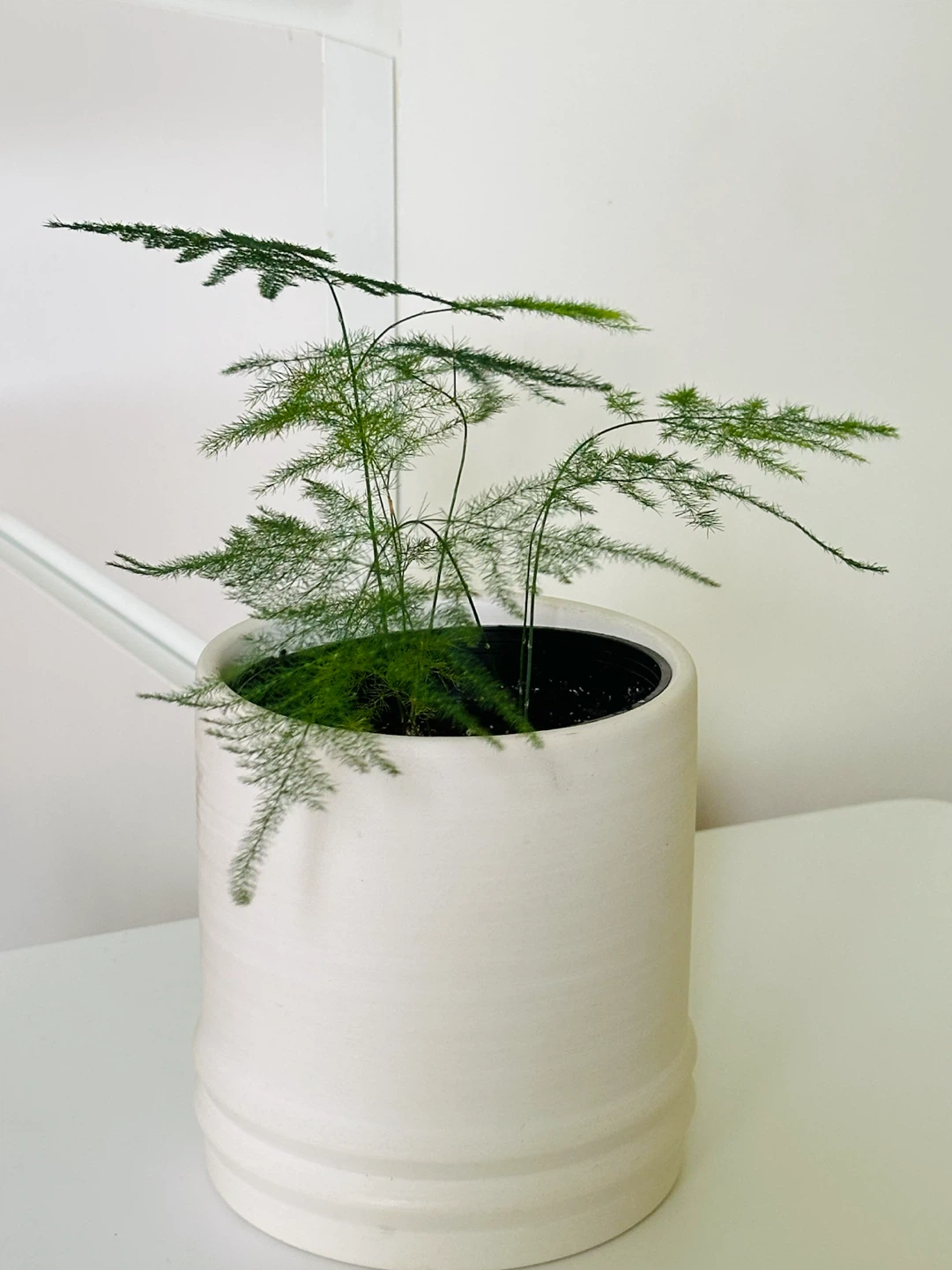 Asparagus Fern Plant - photo 3