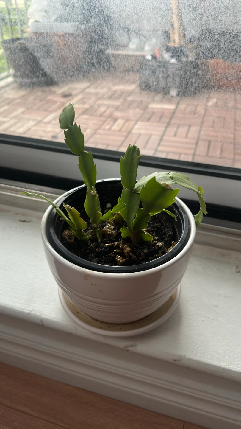 Thanksgiving Cactus Plant