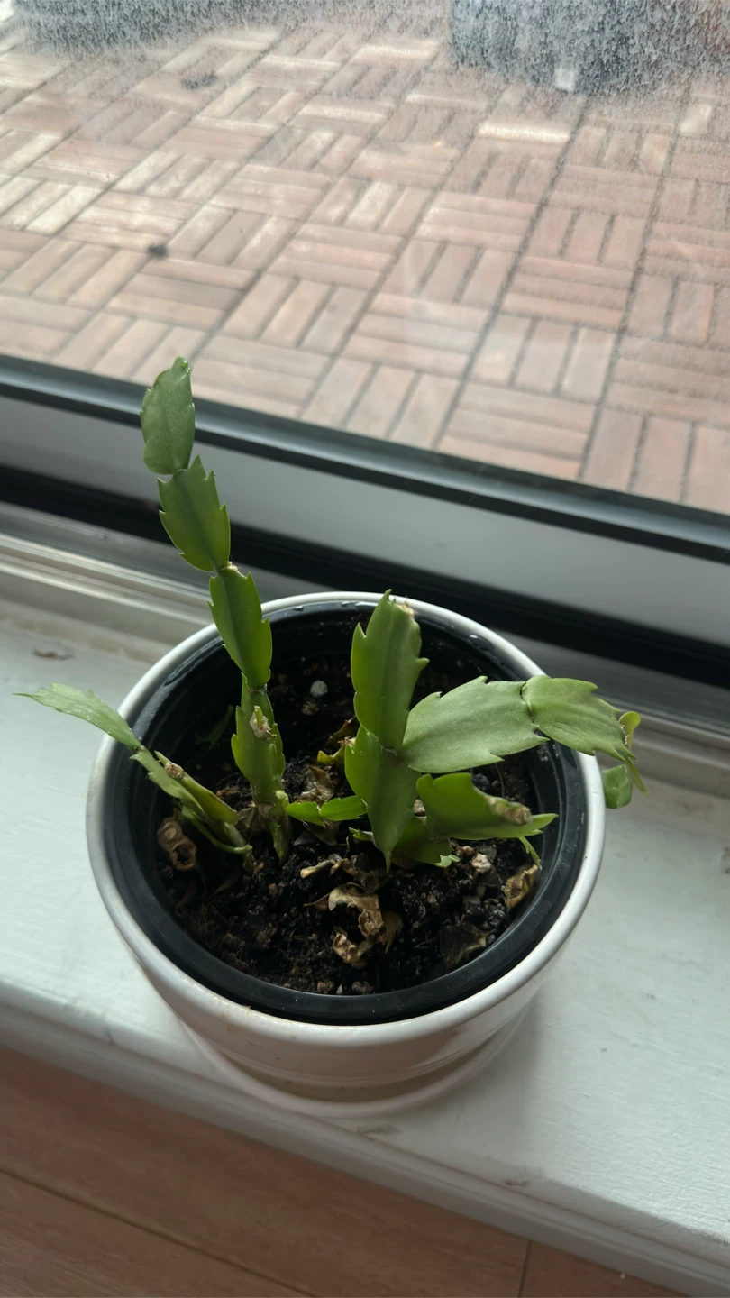Thanksgiving Cactus Plant - photo 2
