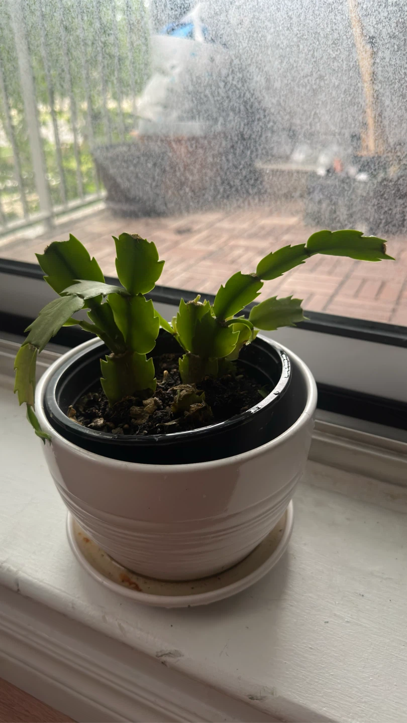 Thanksgiving Cactus Plant - photo 3