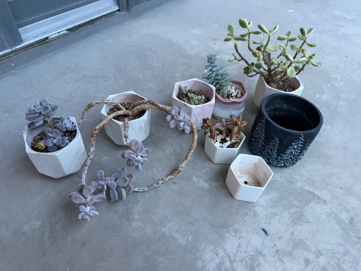 Moving: Adoption of my succulents 🪴(pick up Aug 1 or 2)