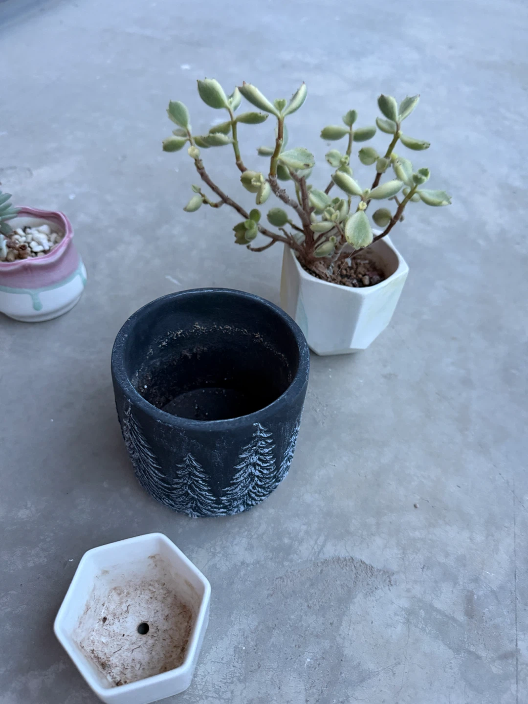 Moving: Adoption of my succulents 🪴(pick up Aug 1 or 2) - photo 2