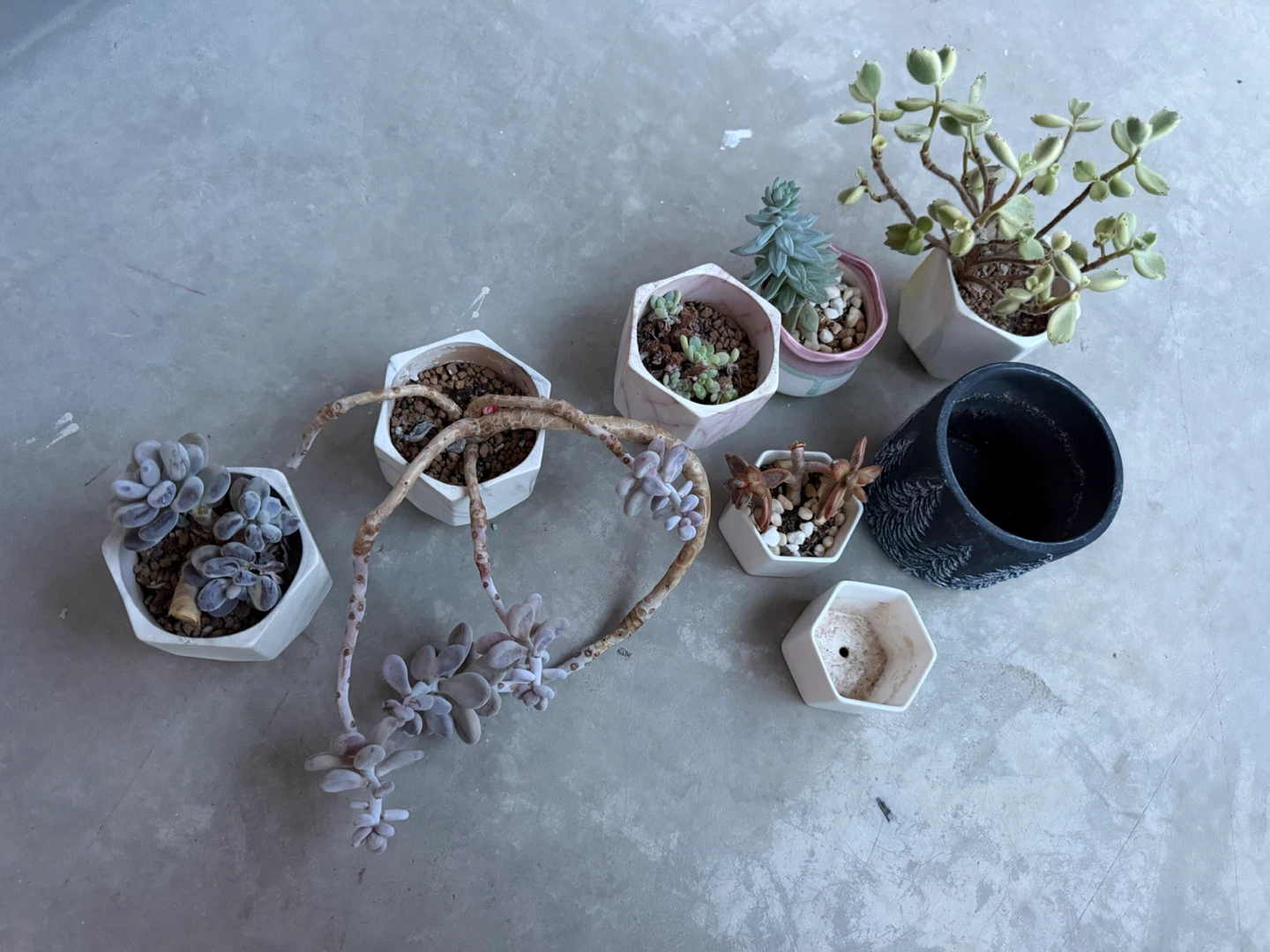 Moving: Adoption of my succulents 🪴(pick up Aug 1 or 2) - photo 3
