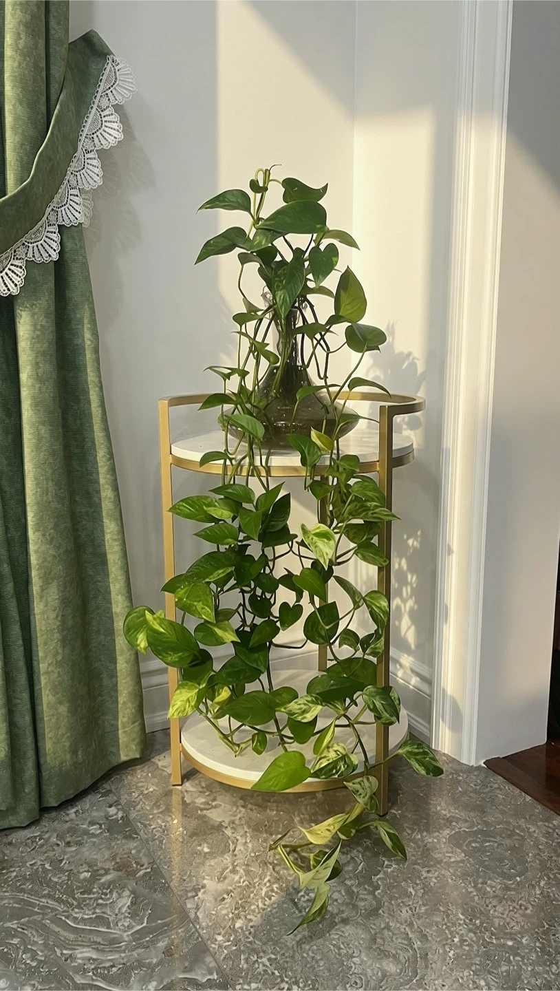Pothos Plant in Glass Vase