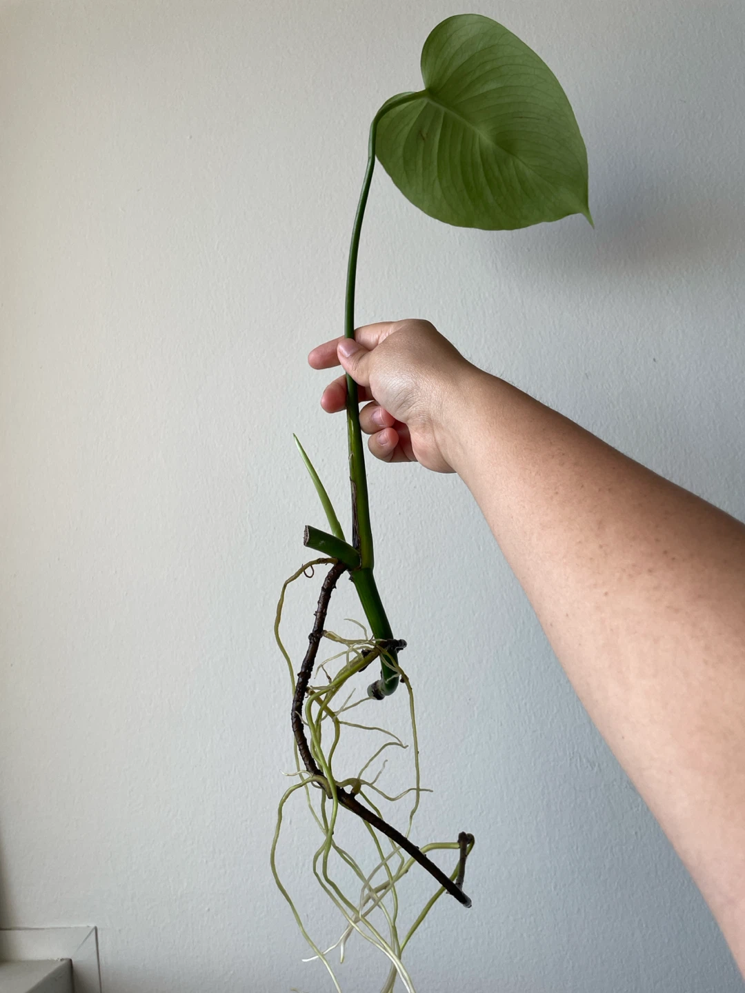 Monstera Cutting with Established Roots