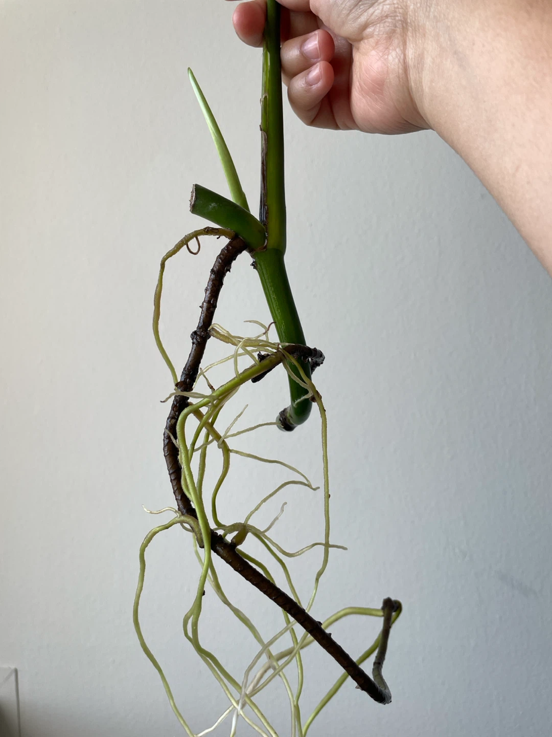 Monstera Cutting with Established Roots - photo 2