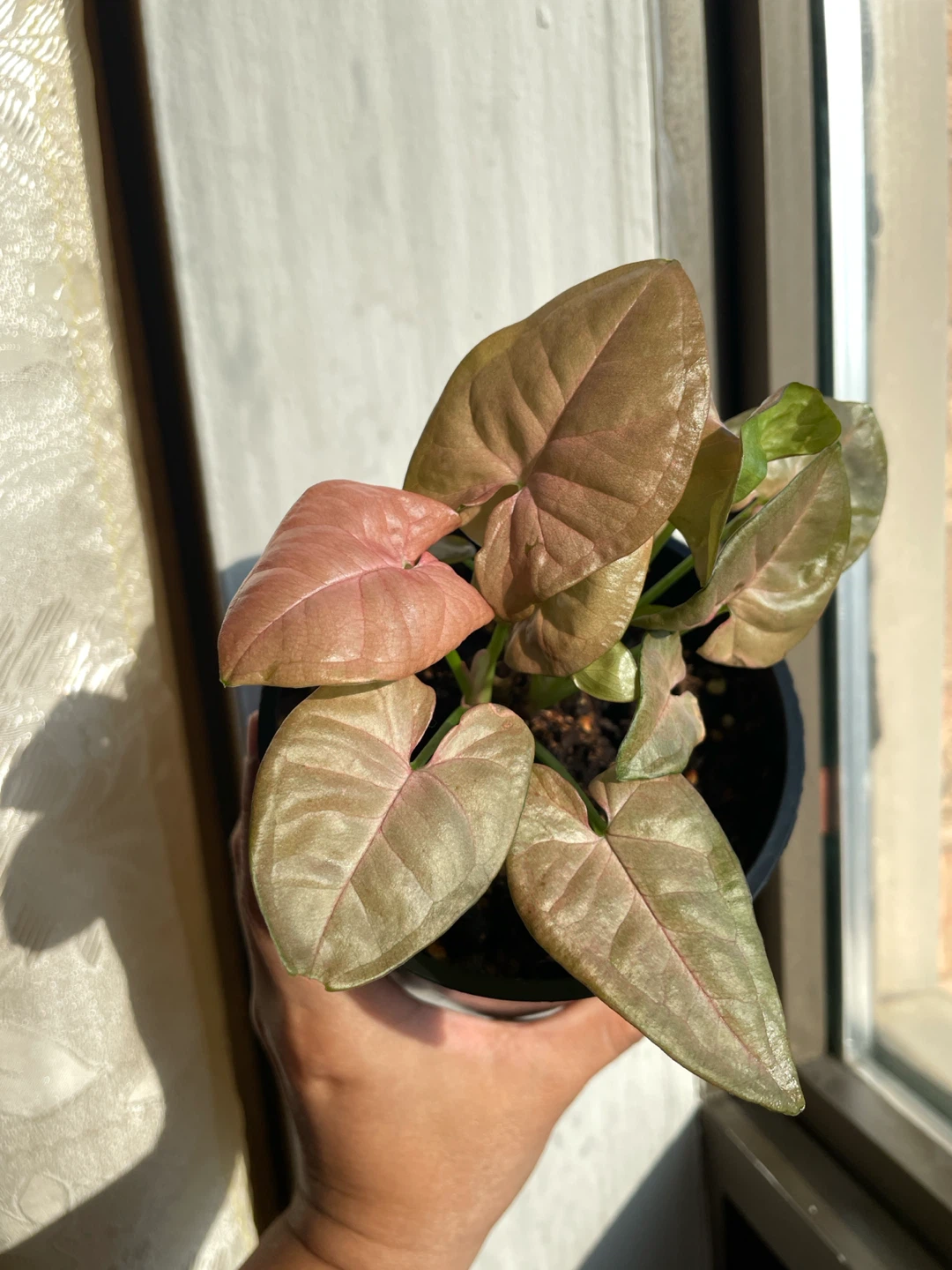 Pink Syngonium plant