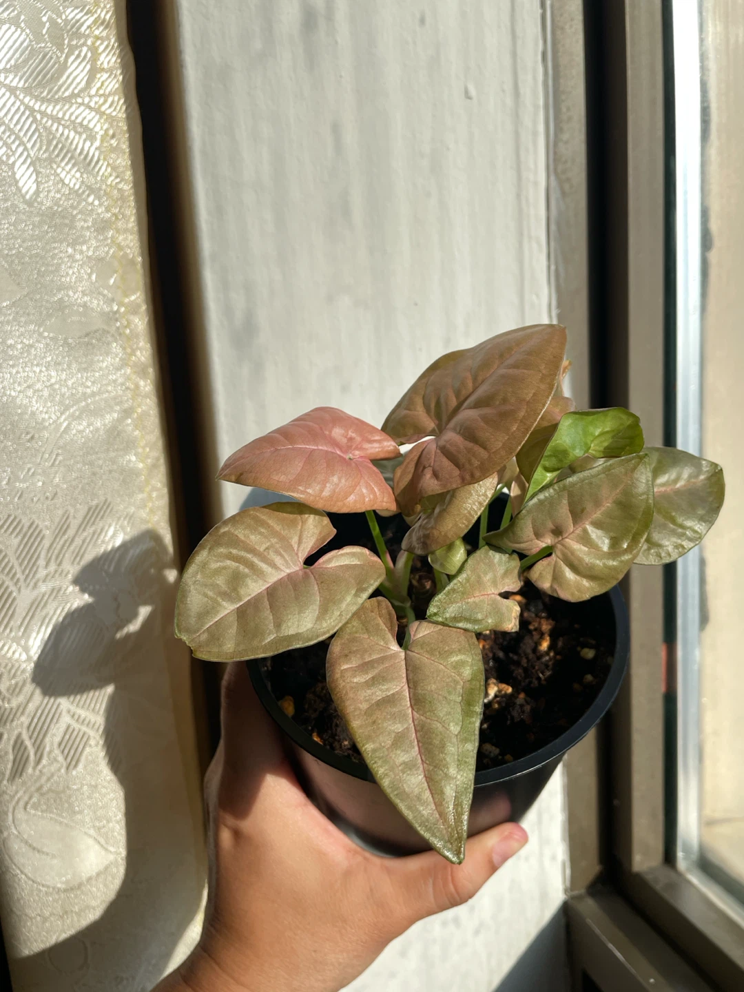 Pink Syngonium plant - photo 2