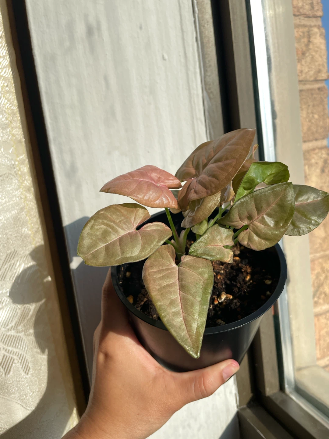 Pink Syngonium plant - photo 3