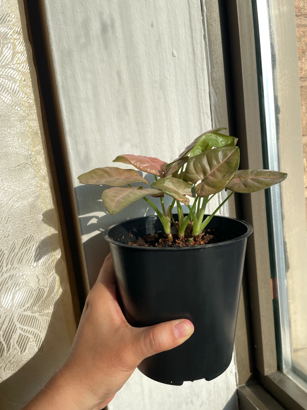 Pink Syngonium plant - photo 4