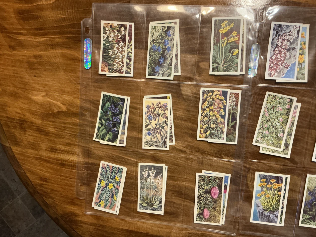 41. 1964 Brooke Bond Tea “WILD FLOWERS” Trading Cards Series - photo 2