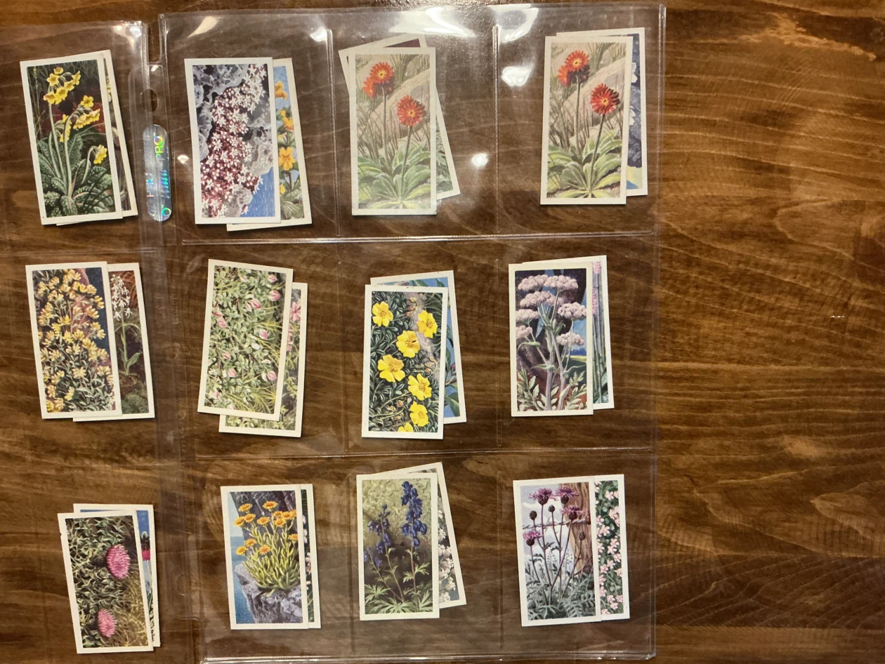 41. 1964 Brooke Bond Tea “WILD FLOWERS” Trading Cards Series - photo 3