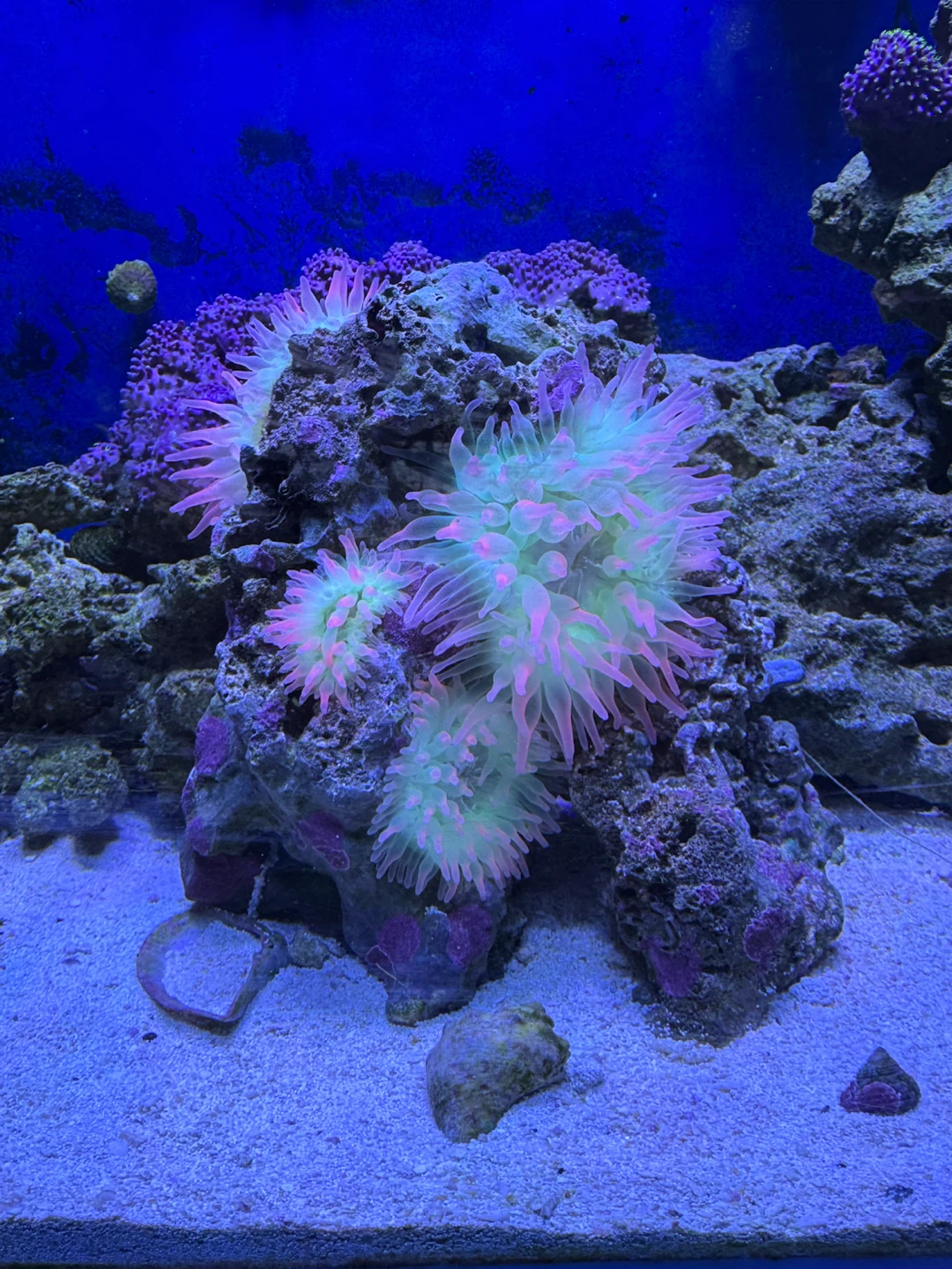 Salt water - photo 2