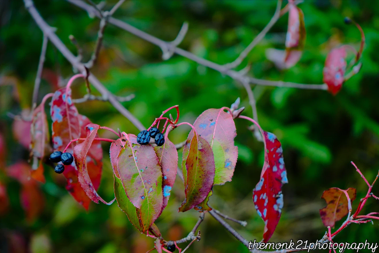 Photography services available