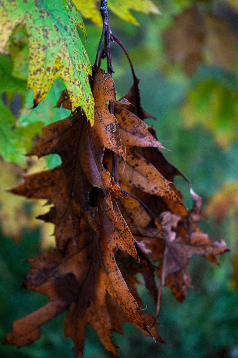 Photography services available - photo 4