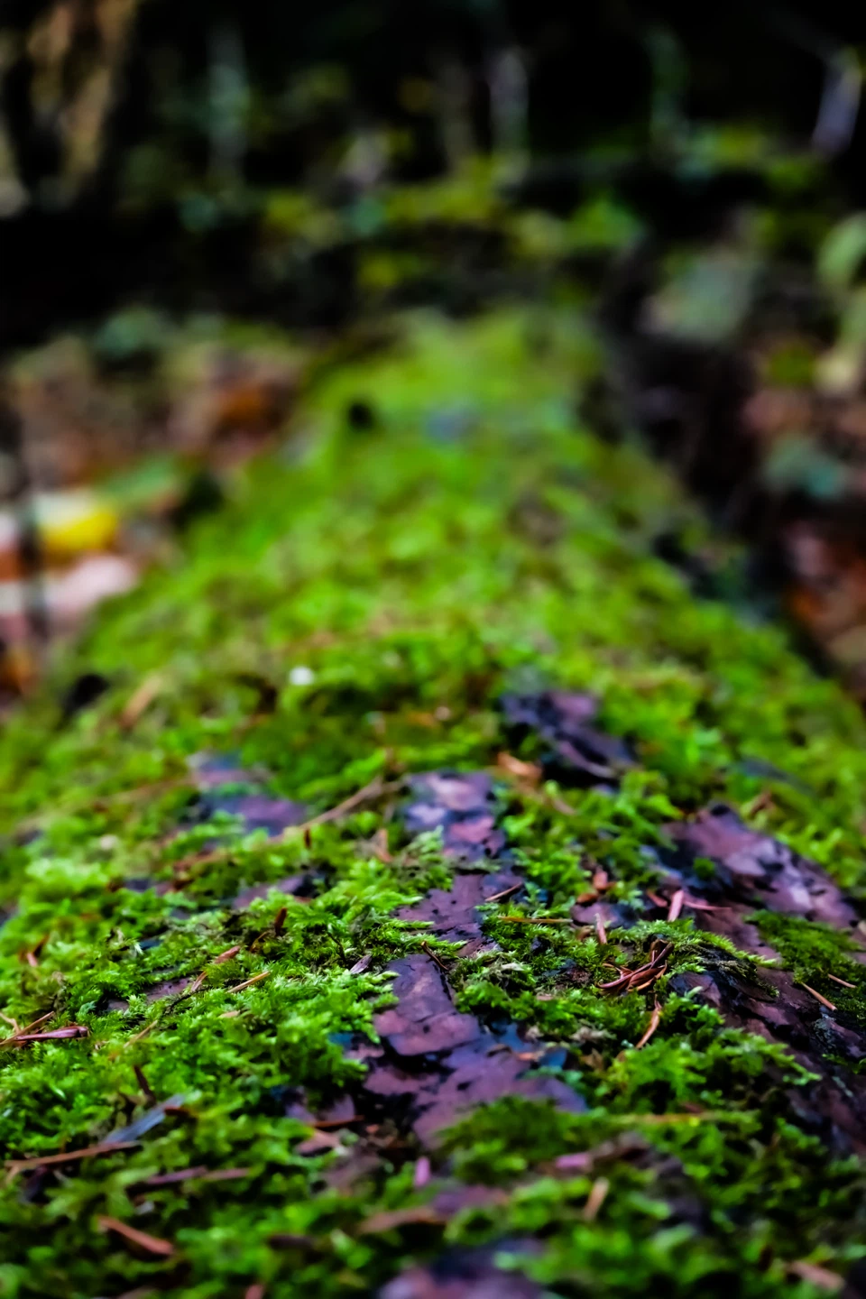 Photography services available - photo 5