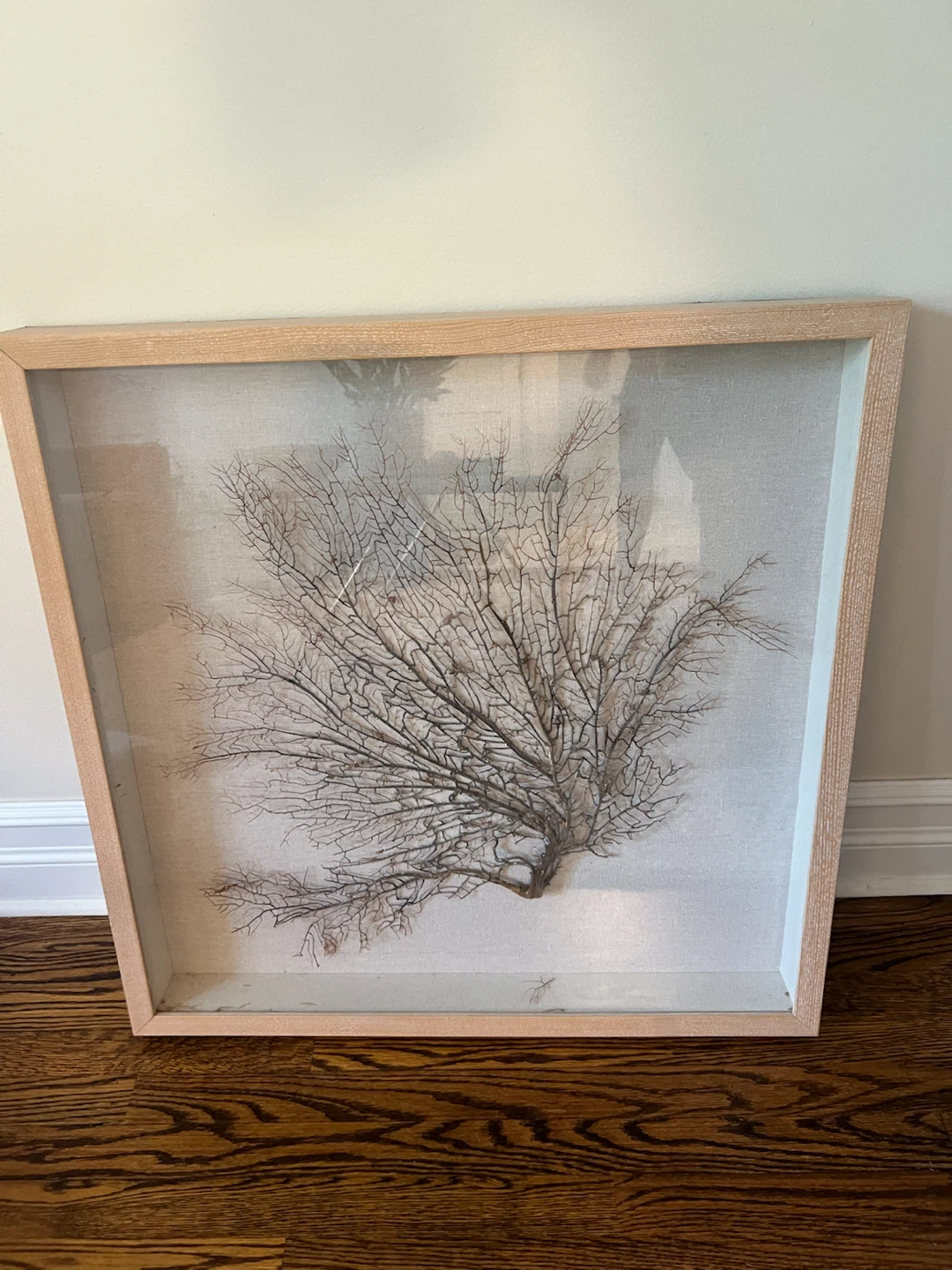 Framed Sea Fan Wall Art