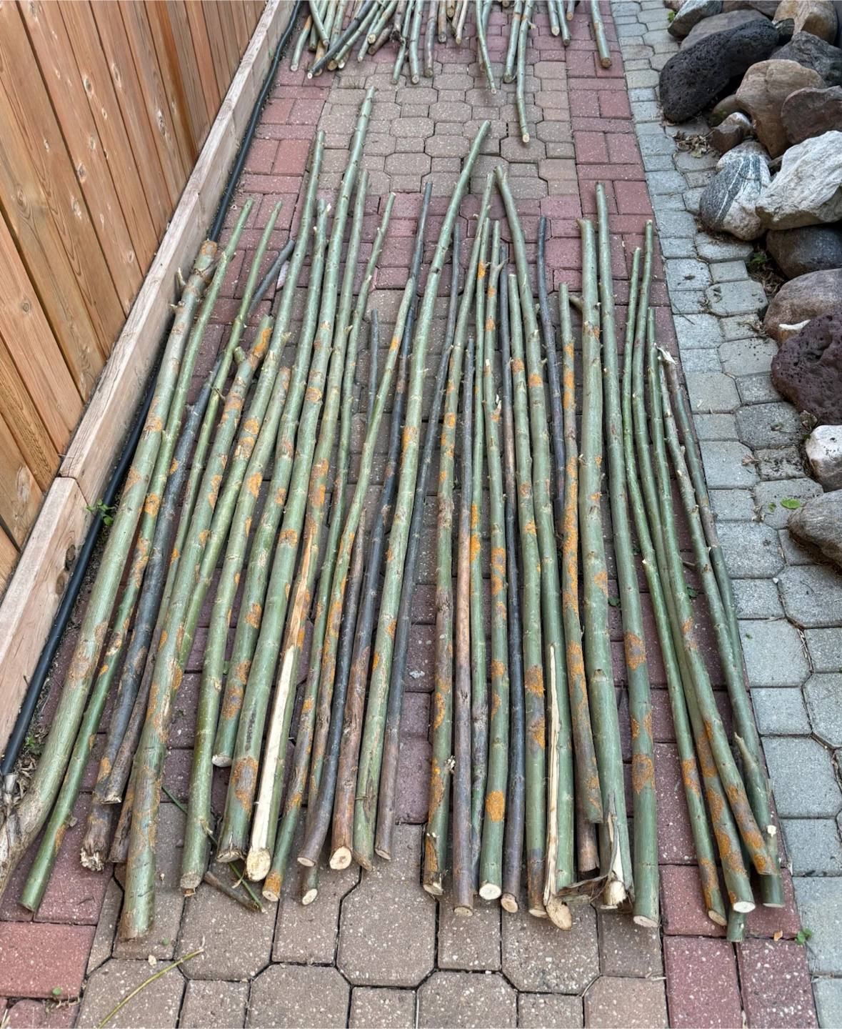 50+ Straight Raw Greenwood Boughs – Smooth Bark for Garden DIYs