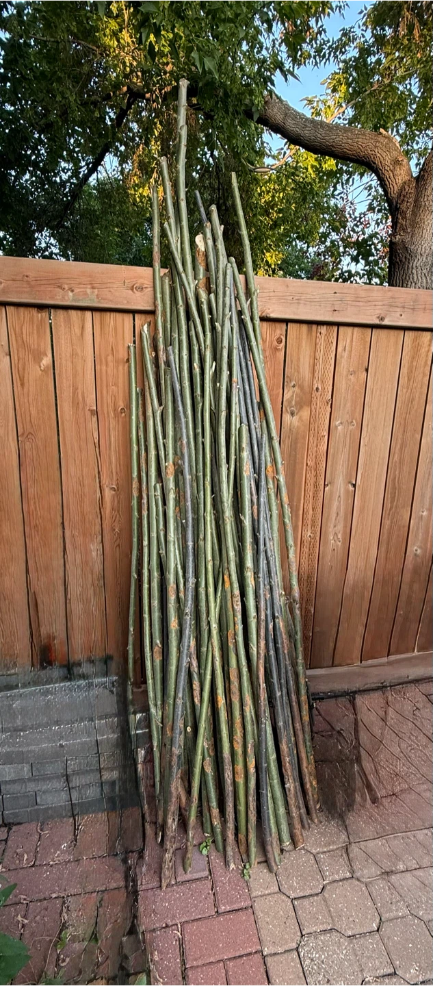 50+ Straight Raw Greenwood Boughs – Smooth Bark for Garden DIYs - photo 5
