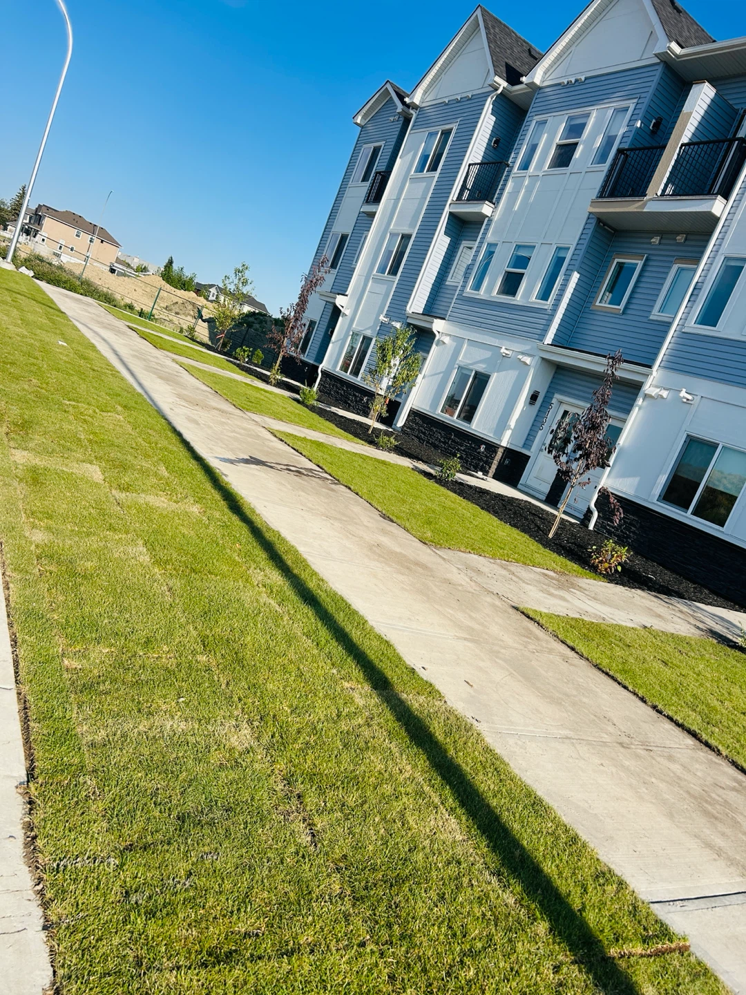 Fresh sod laid for new lawn