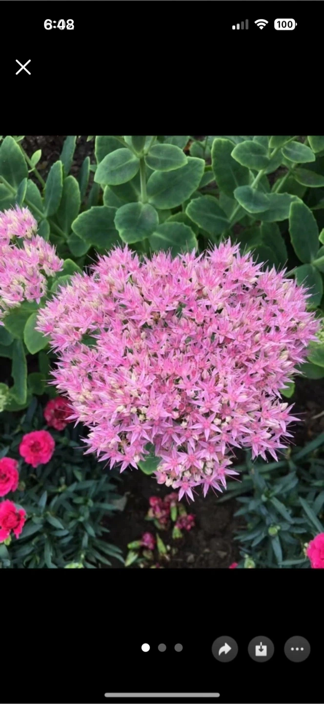 Pink Sedum Flowers