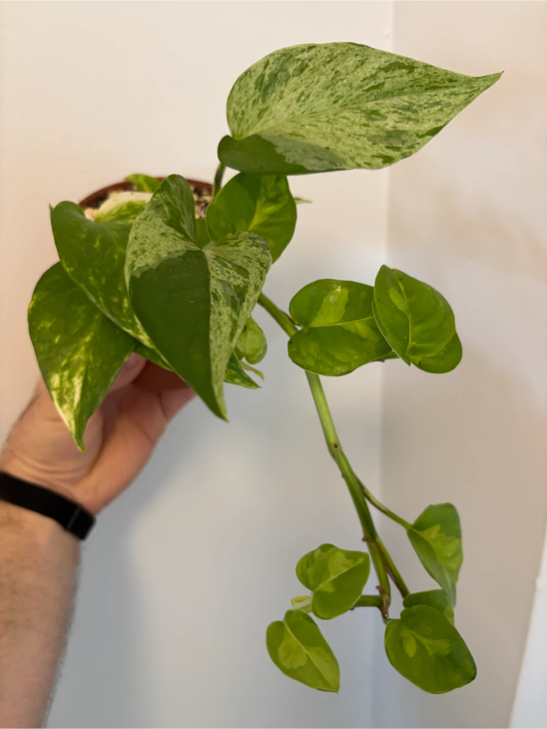 Mixed Pothos Planter