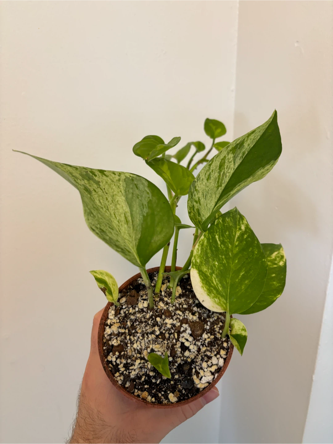 Mixed Pothos Planter - photo 2
