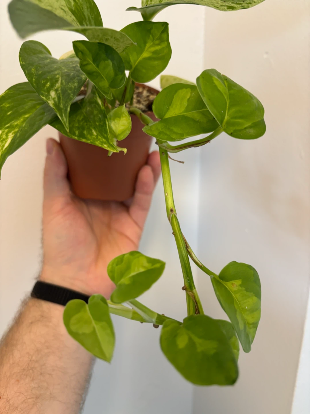 Mixed Pothos Planter - photo 3