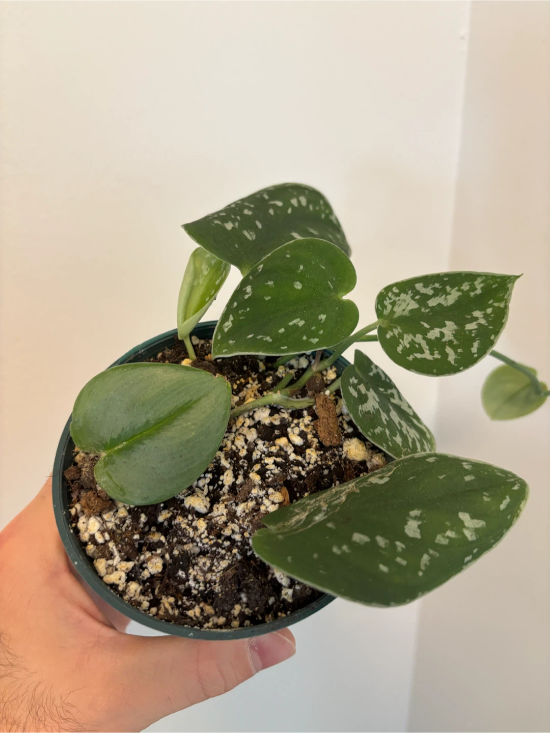 Mixed Scindapsus Planter