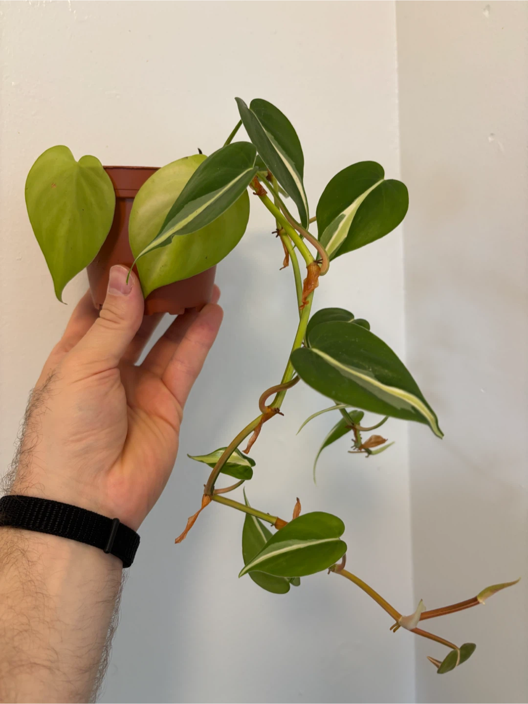 Mixed Philodendron Planter