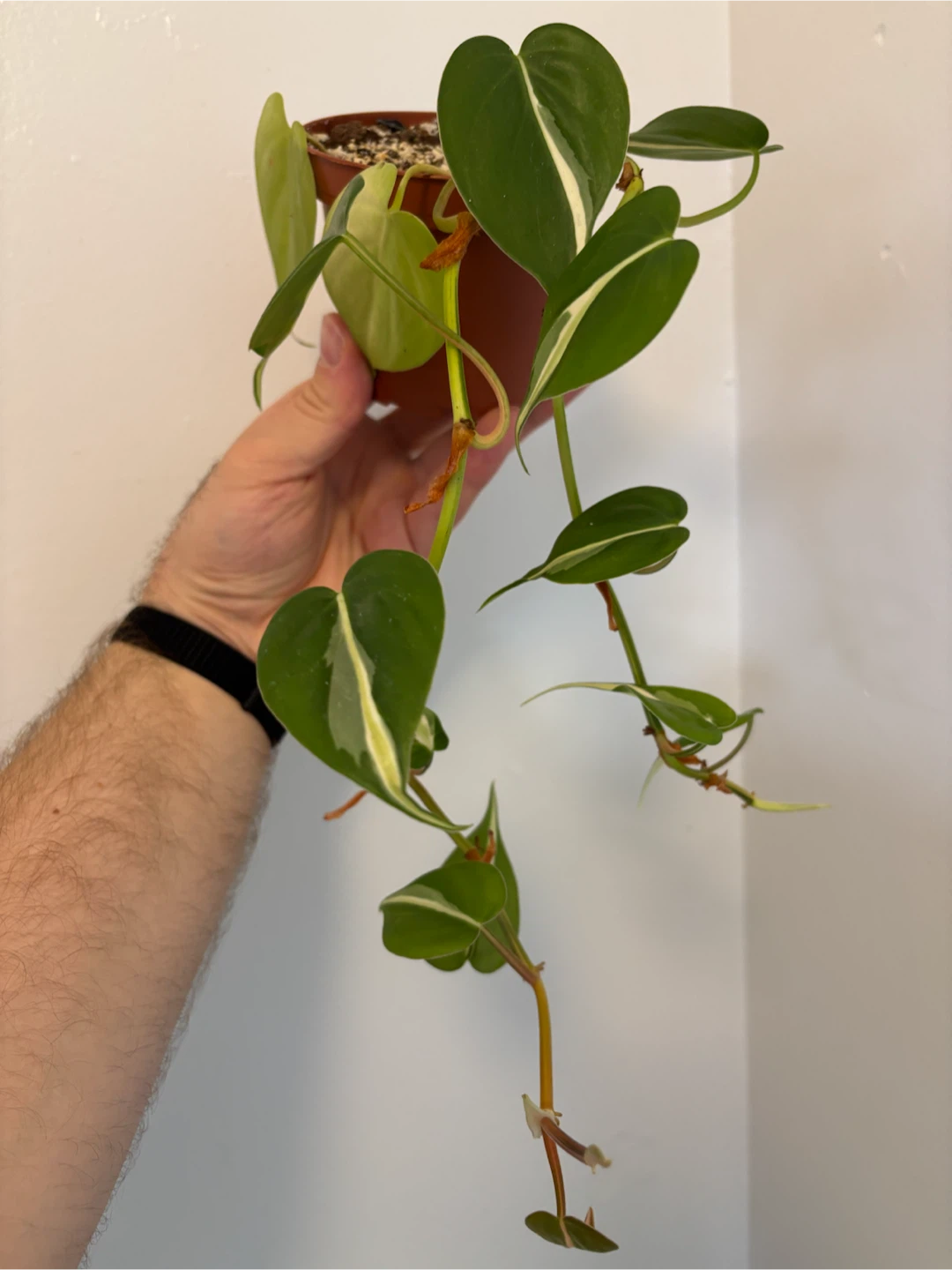 Mixed Philodendron Planter - photo 2