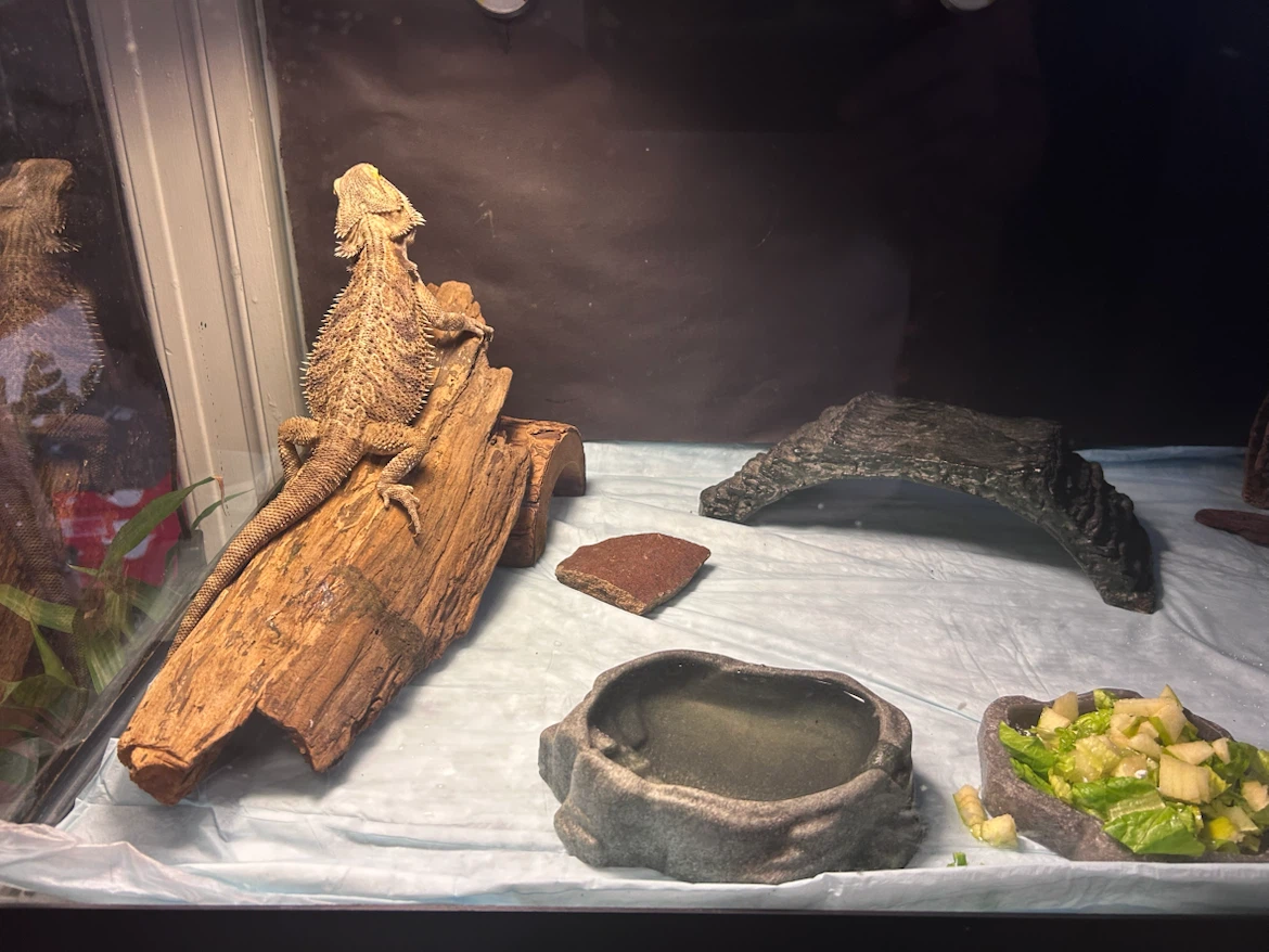 Bearded Dragon Habitat with Accessories