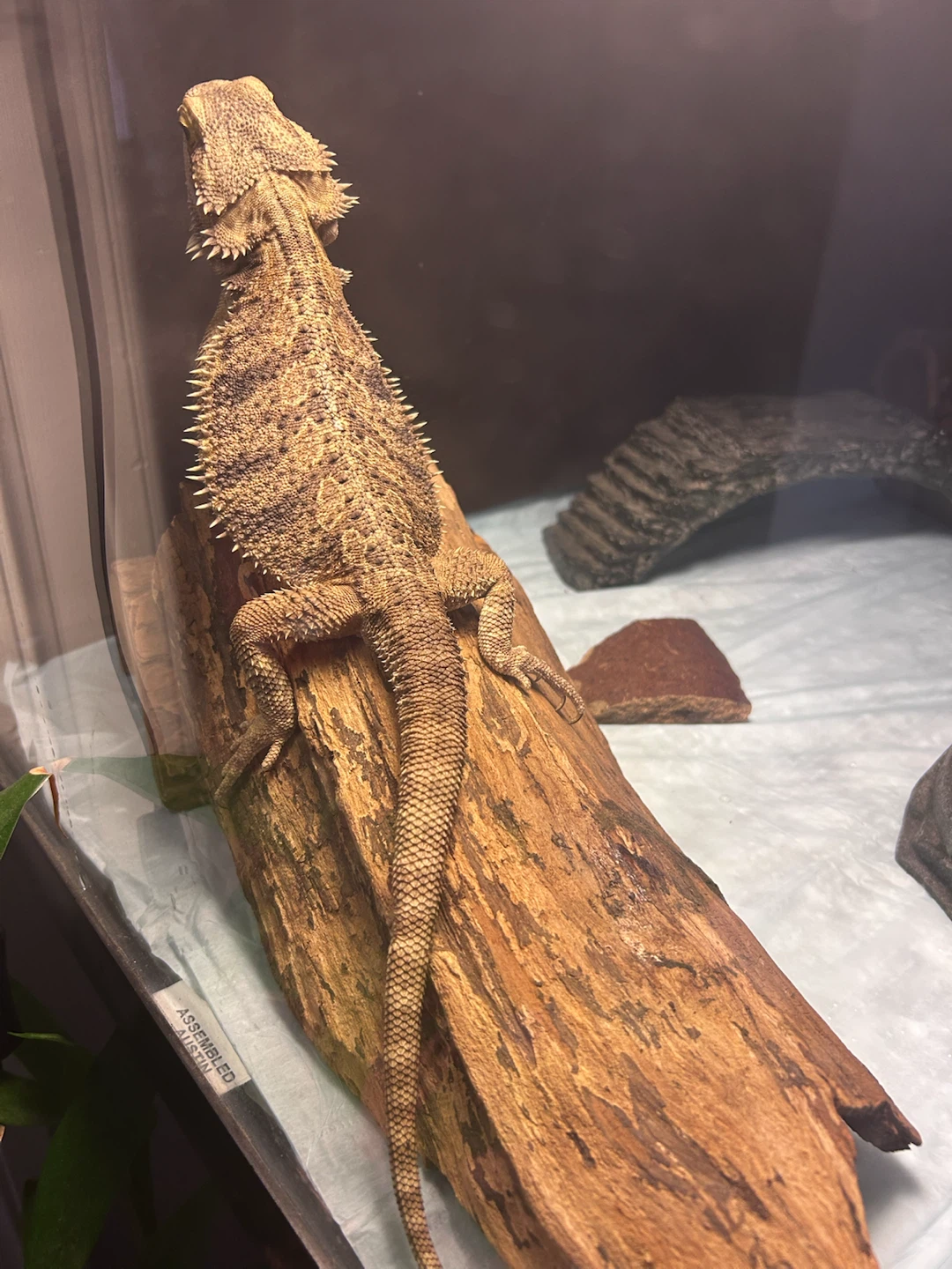 Bearded Dragon Habitat with Accessories - photo 2