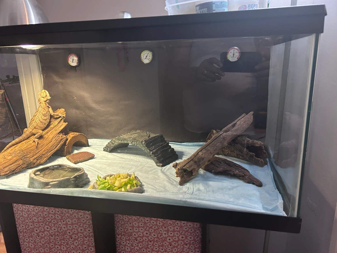Bearded Dragon Habitat with Accessories - photo 3