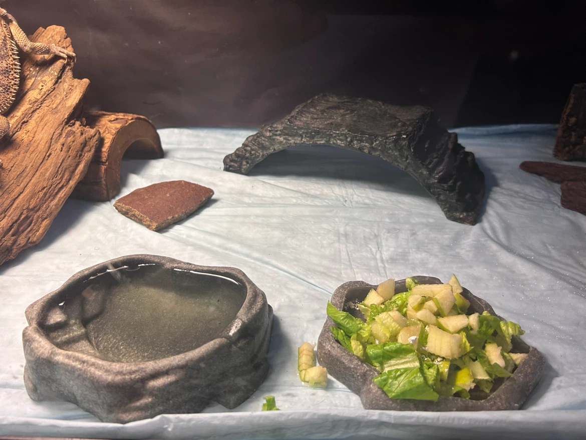 Bearded Dragon Habitat with Accessories - photo 5