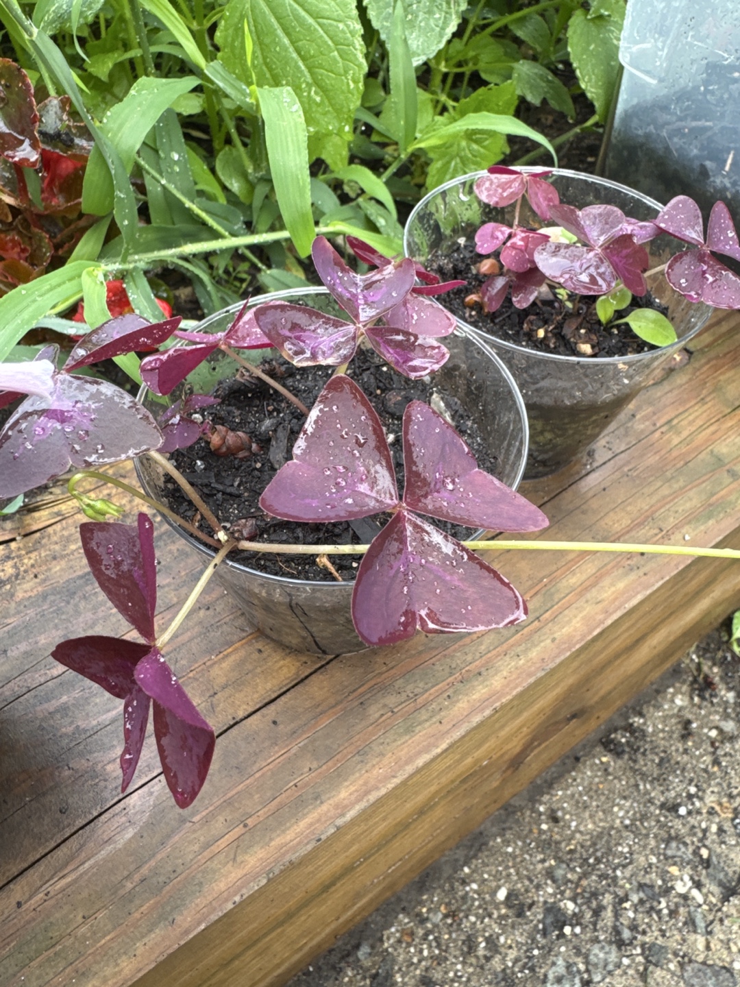 Purple Shamrock Plants (Oxalis)