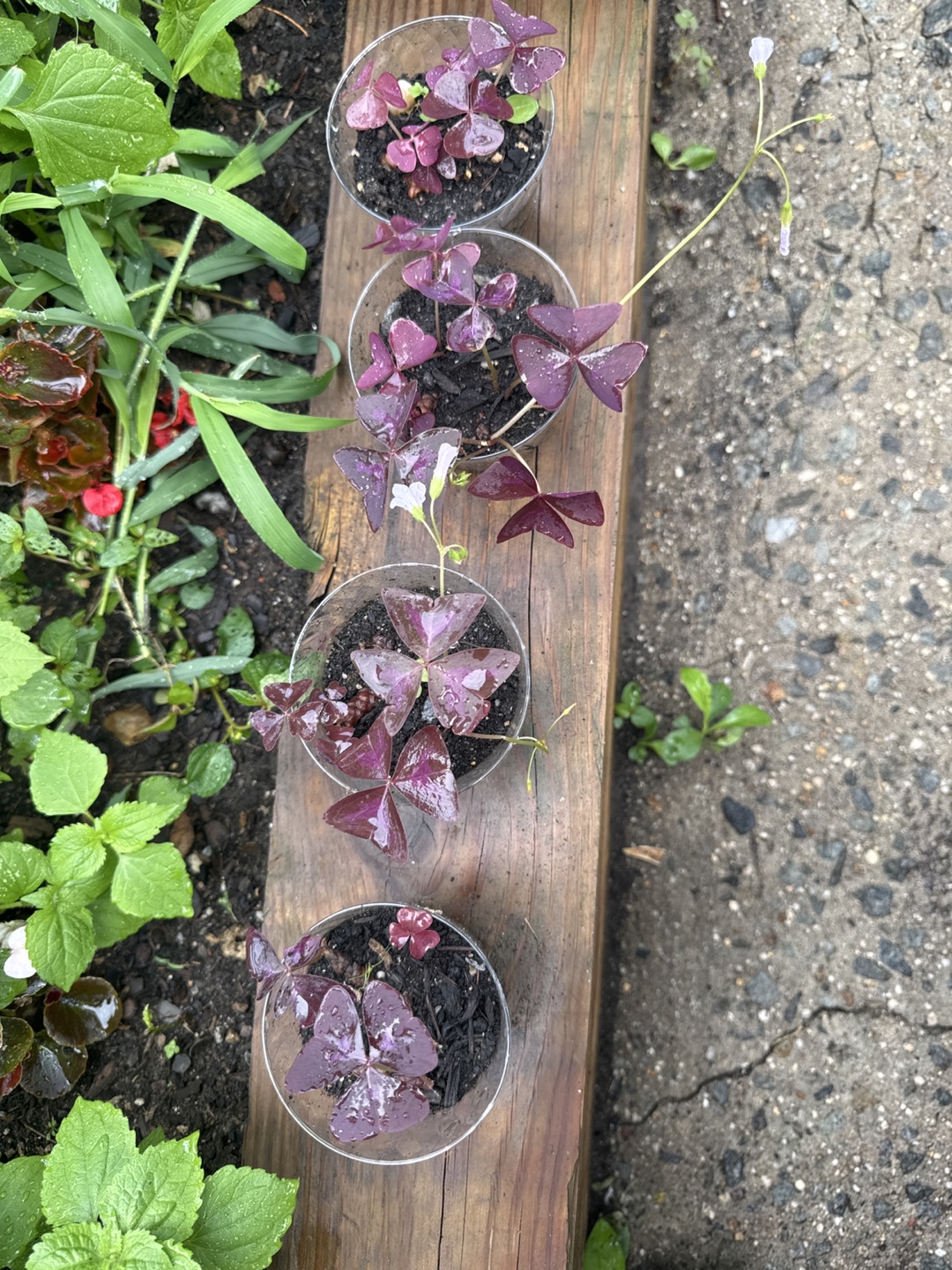 Purple Shamrock Plants (Oxalis) - photo 2