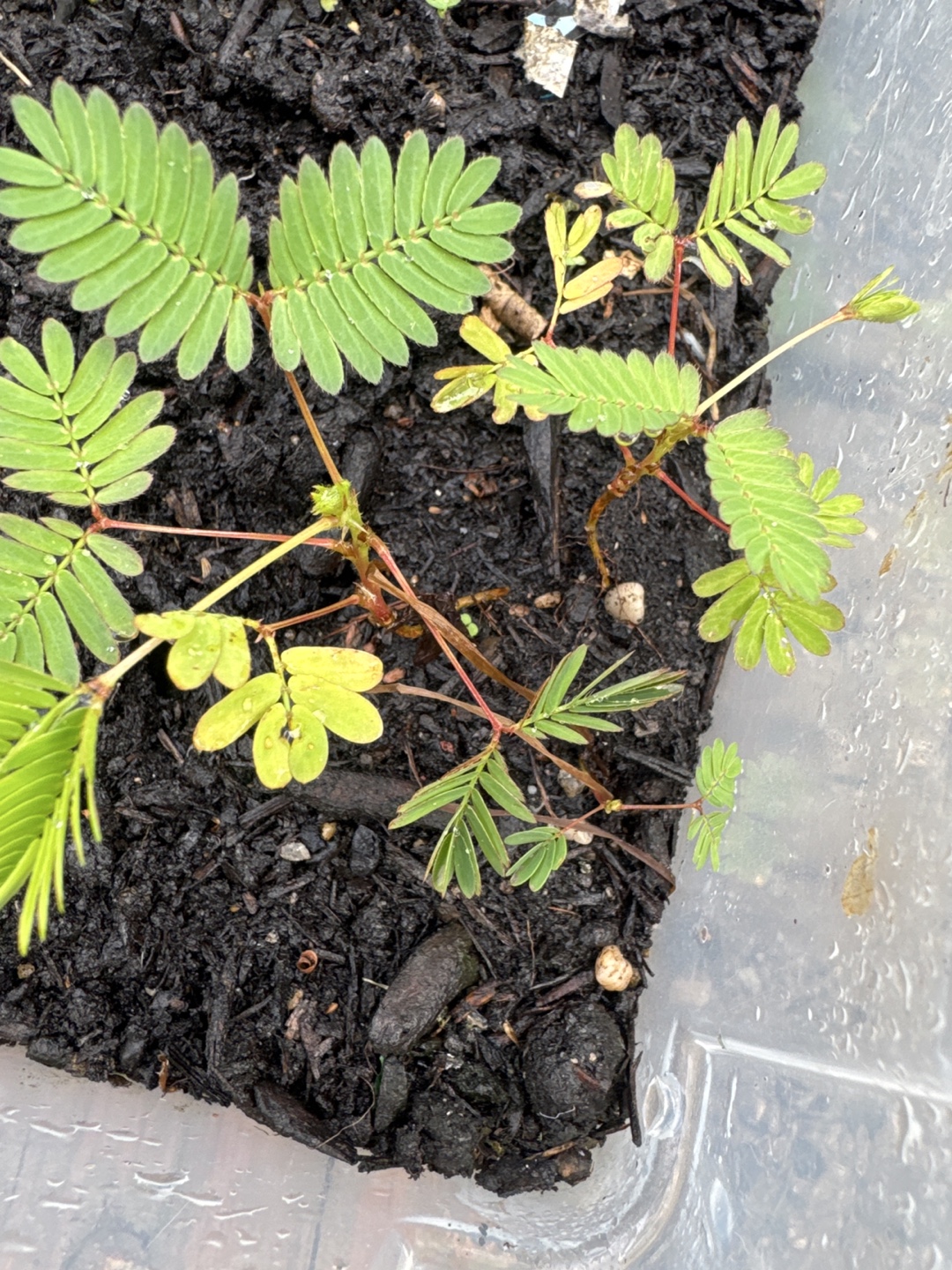 Mimosa Pudica (Sensitive Plant) Seedlings - photo 2