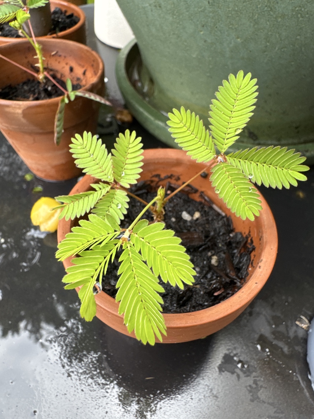 Mimosa Pudica (Sensitive Plant) Seedlings
