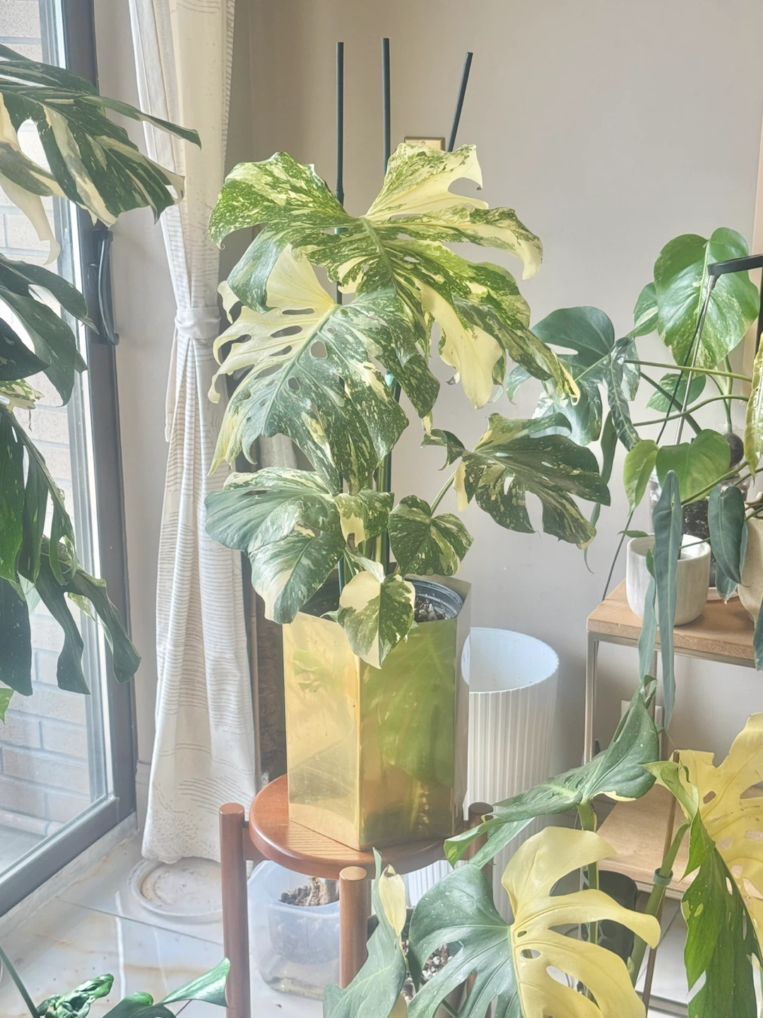 Highly variegated Monstera Thai con with planter