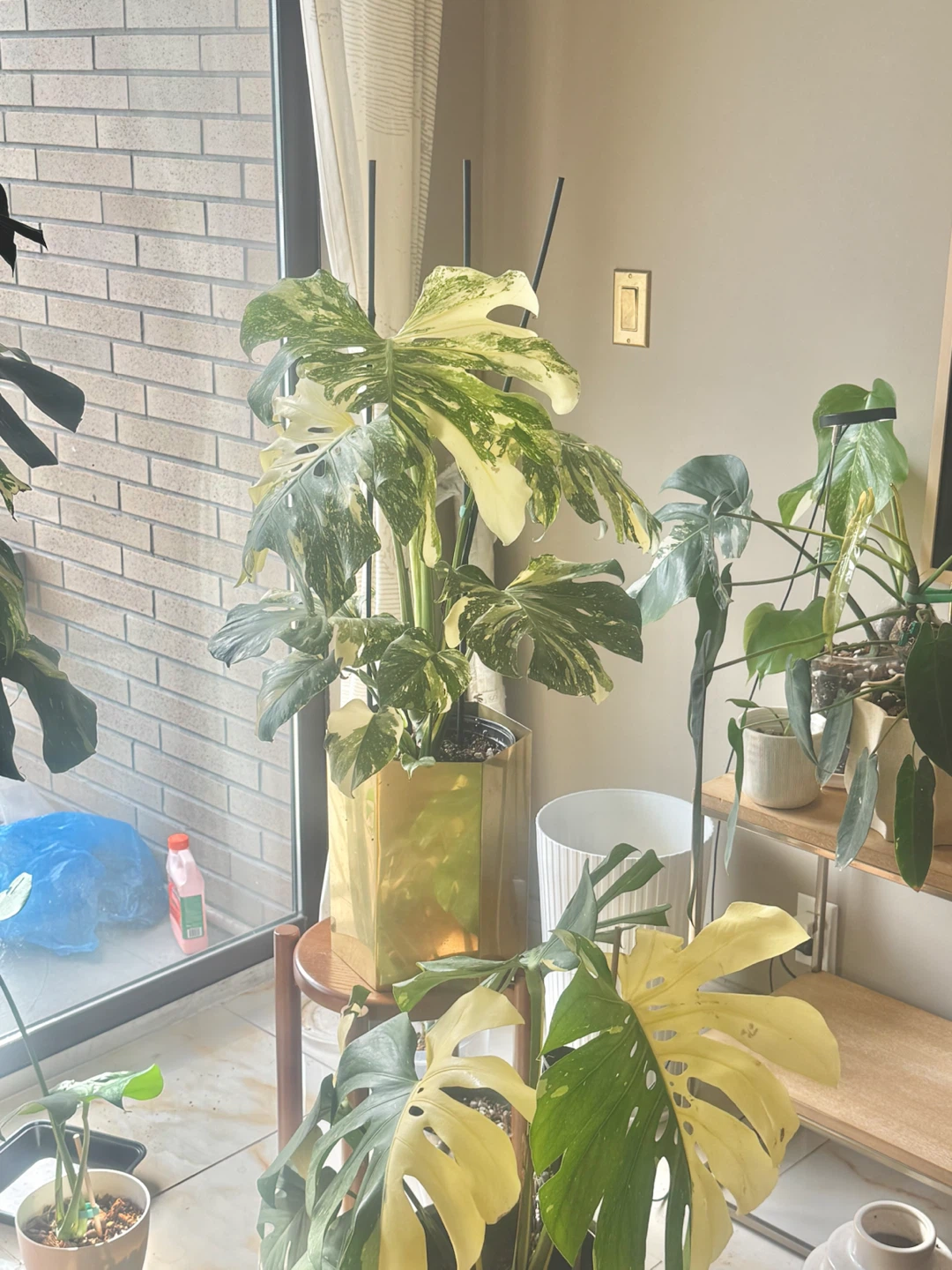Highly variegated Monstera Thai con with planter - photo 2