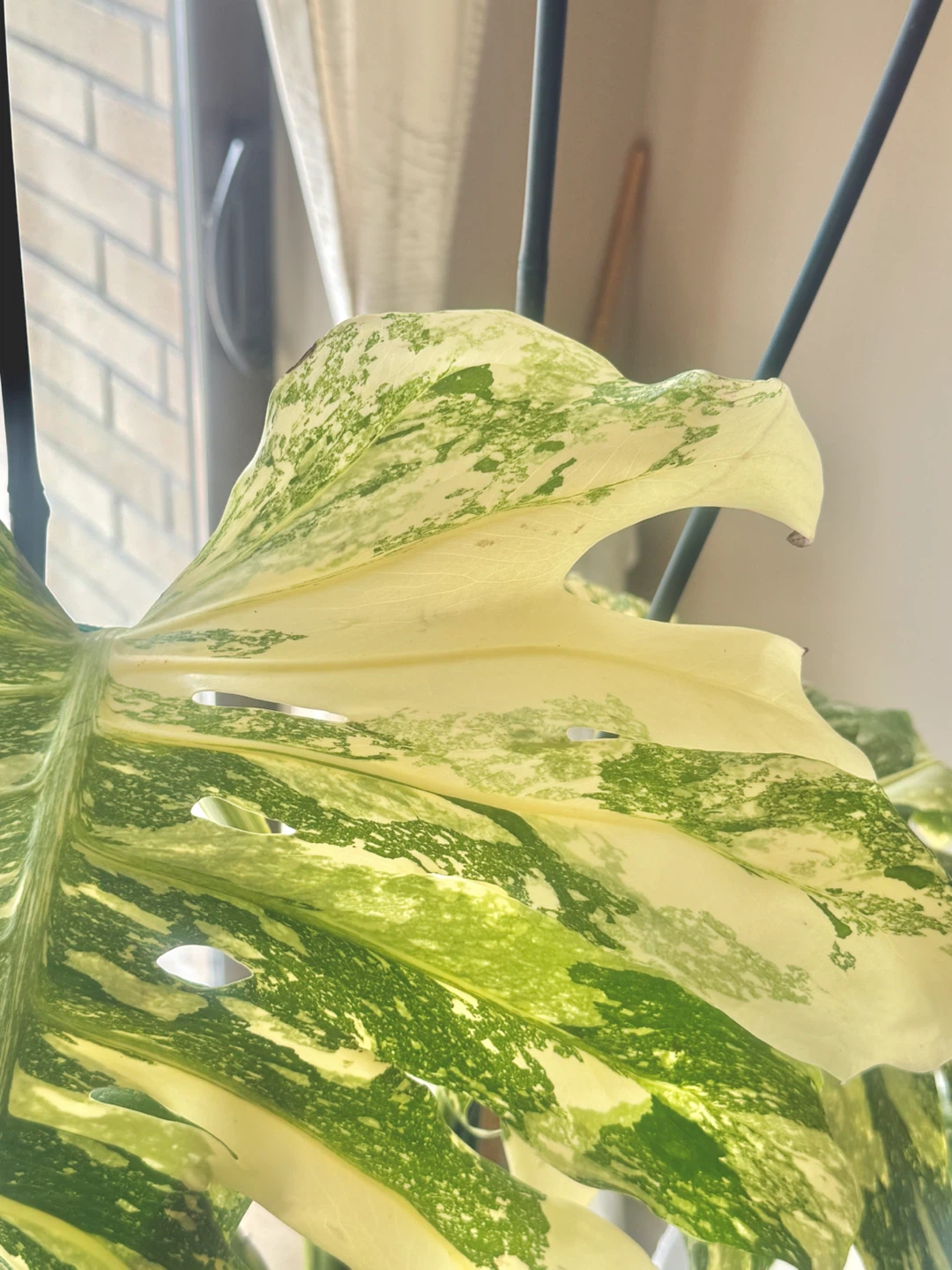 Highly variegated Monstera Thai con with planter - photo 3