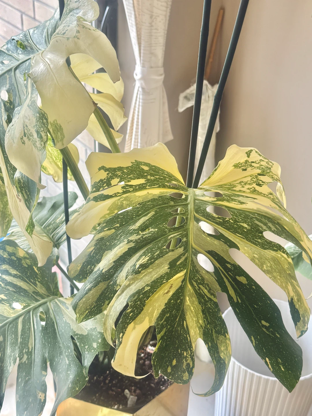 Highly variegated Monstera Thai con with planter - photo 4