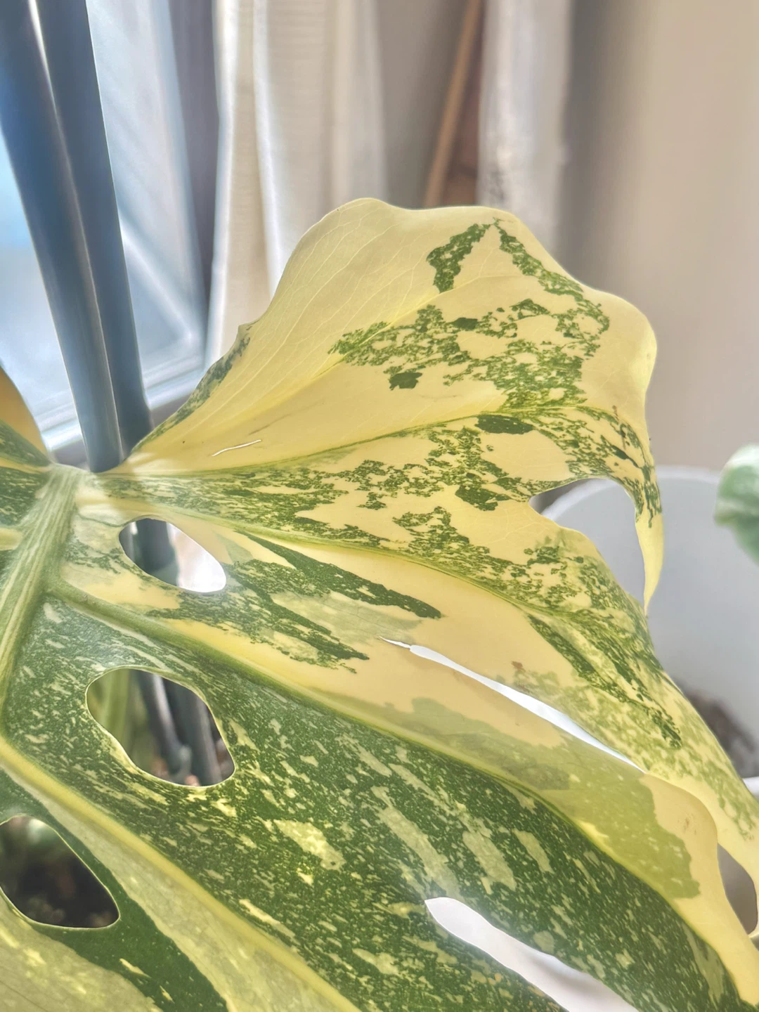 Highly variegated Monstera Thai con with planter - photo 5